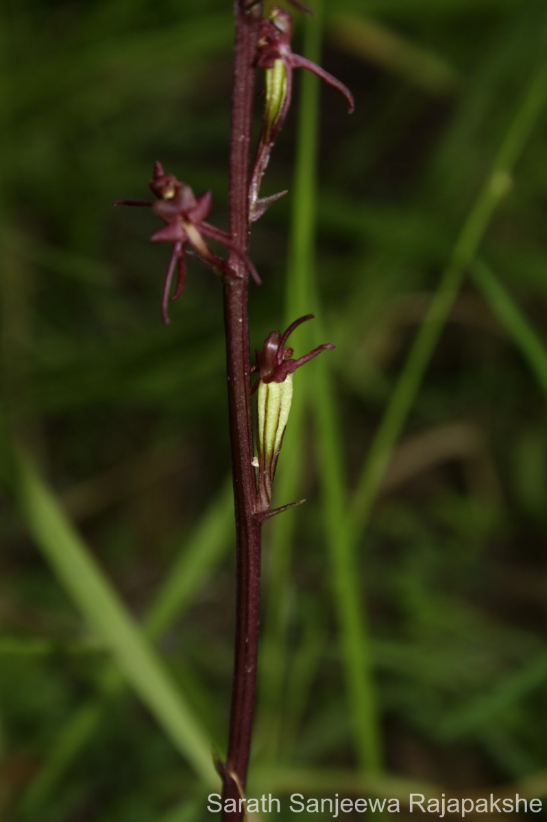 Liparis nervosa (Thunb.) Lindl.